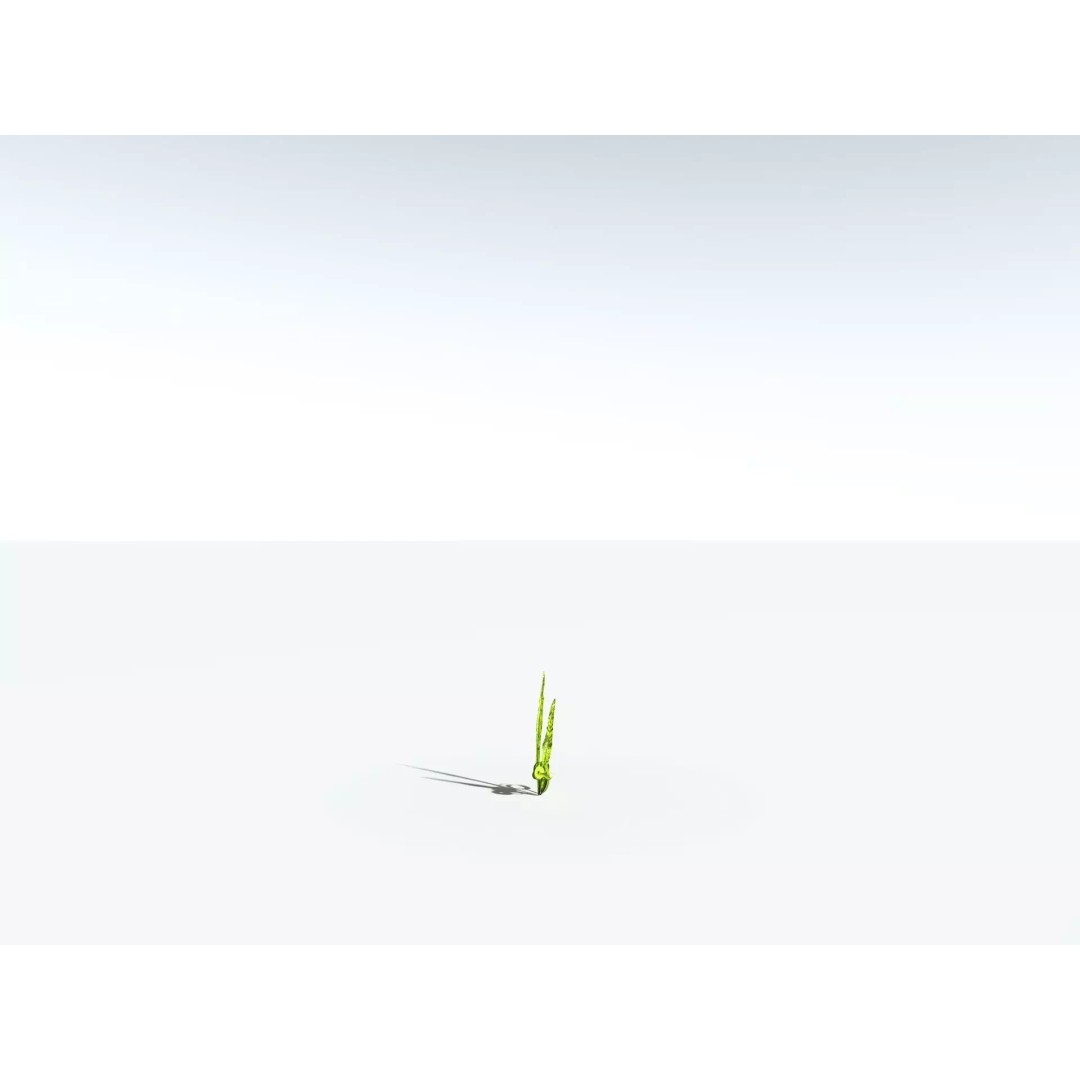 Bird's Nest Fern 3D Model – High Poly PBR Plant Asset, FBX - View 30