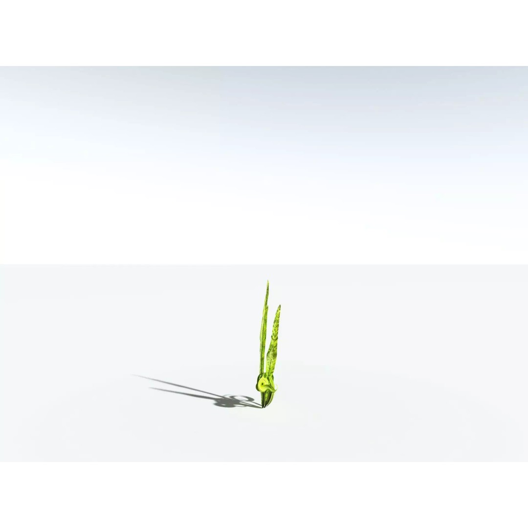 Bird's Nest Fern 3D Model – High Poly PBR Plant Asset, FBX - View 31