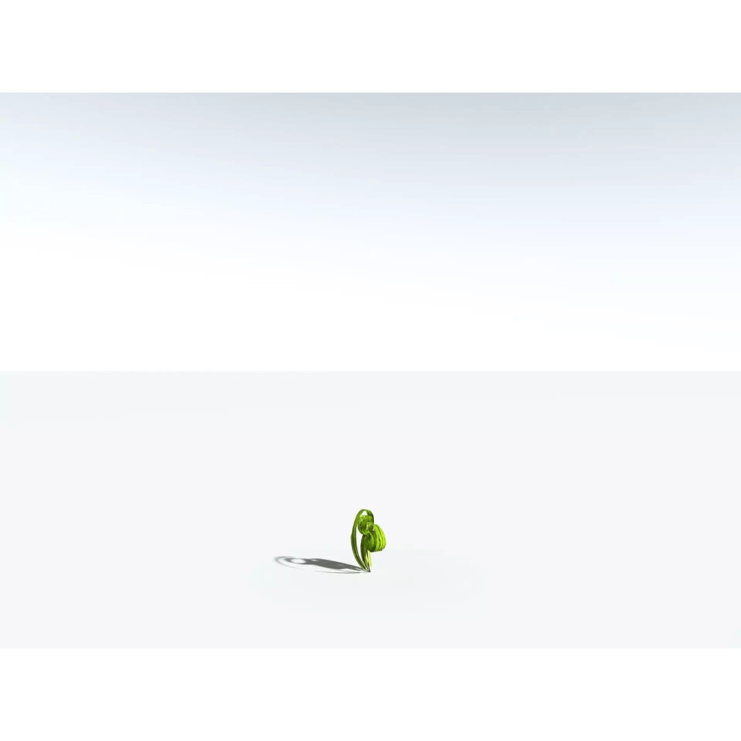 Bird's Nest Fern 3D Model – High Poly PBR Plant Asset, FBX - View 33