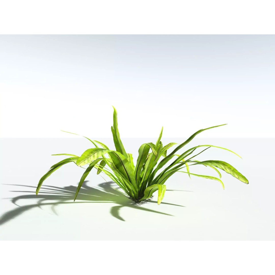 Bird's Nest Fern 3D Model – High Poly PBR Plant Asset, FBX - View 4