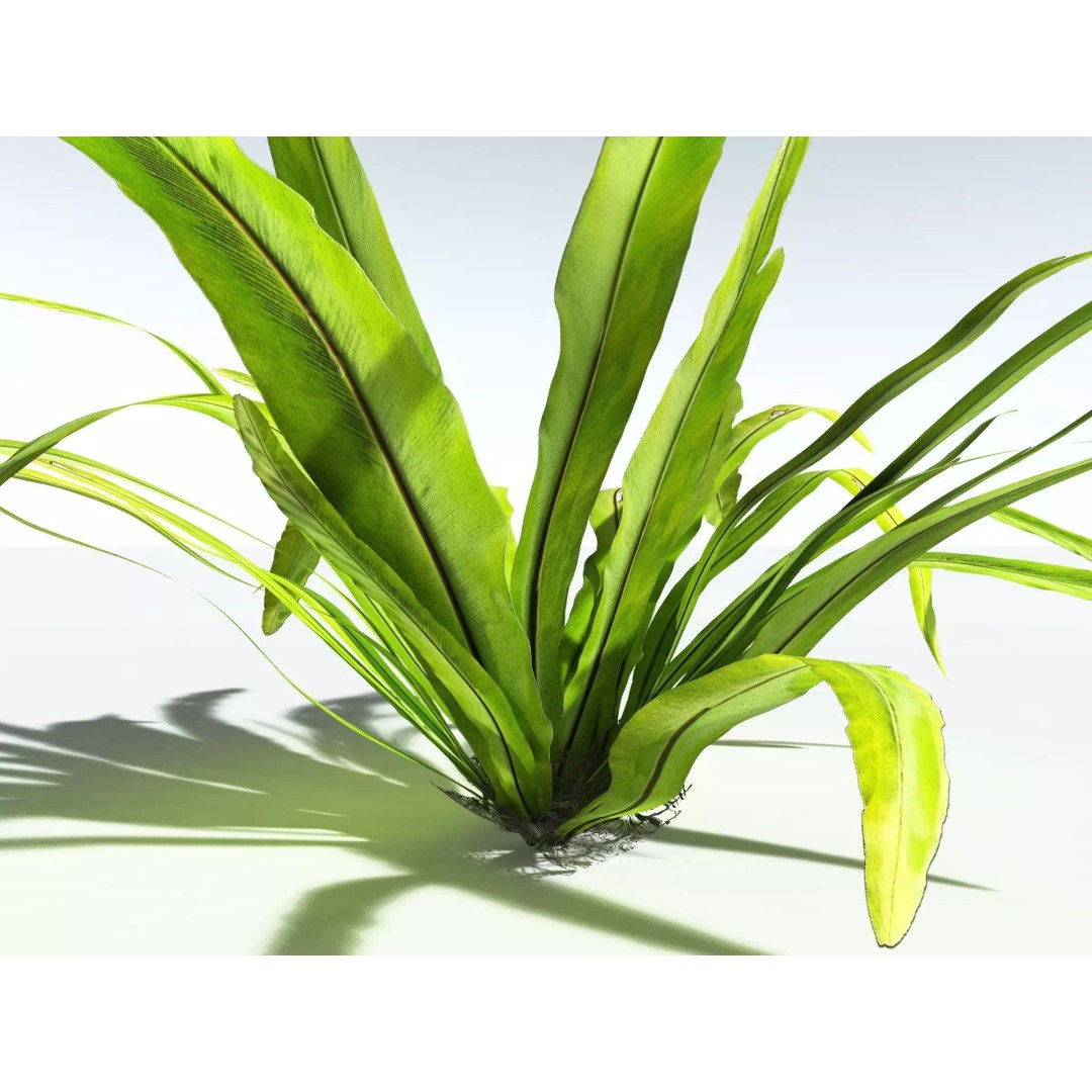 Bird's Nest Fern 3D Model – High Poly PBR Plant Asset, FBX - View 5