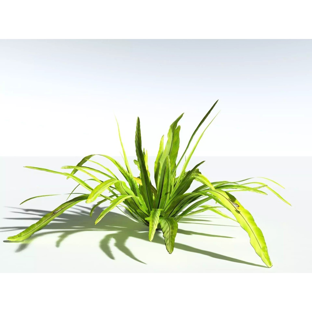 Bird's Nest Fern 3D Model – High Poly PBR Plant Asset, FBX - View 6