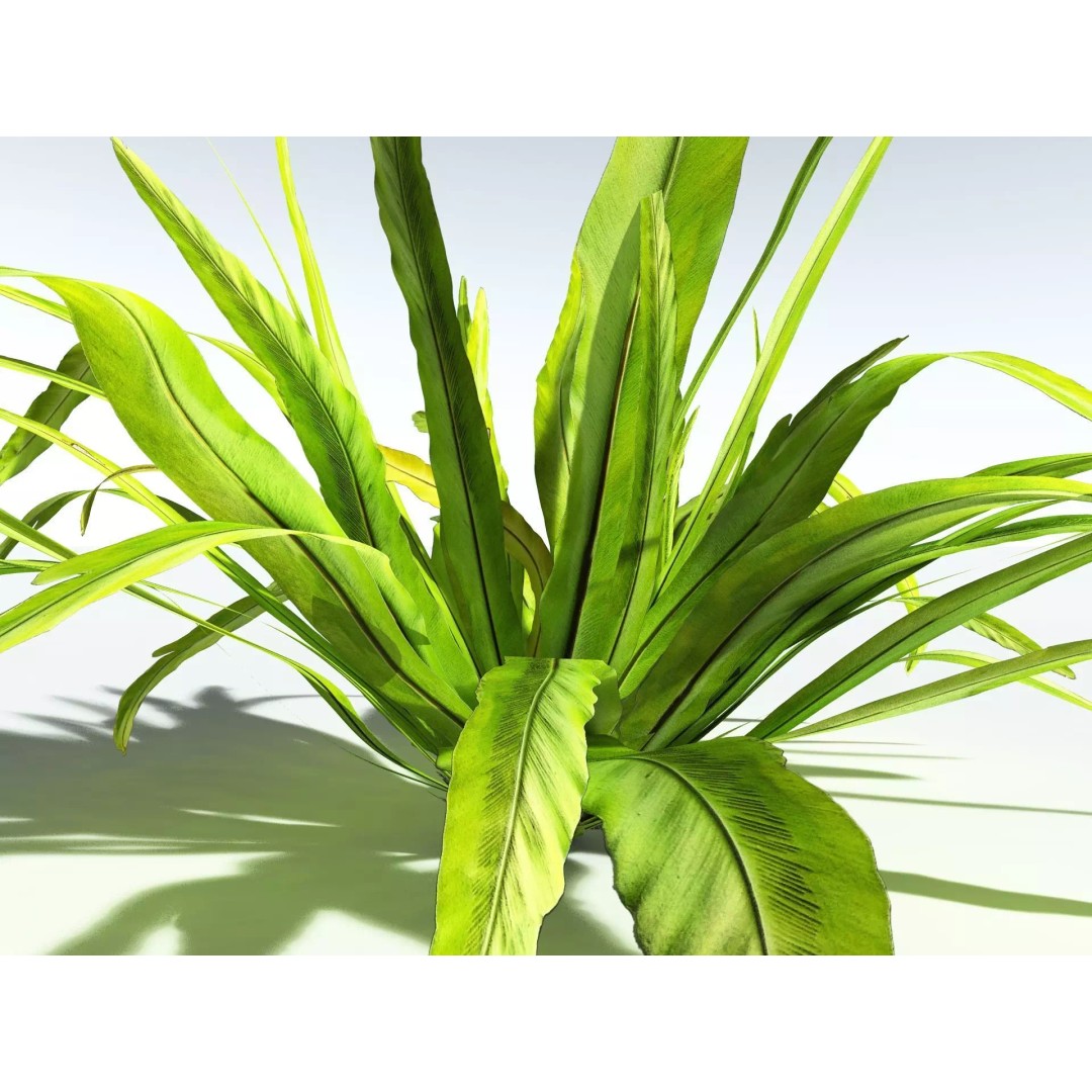 Bird's Nest Fern 3D Model – High Poly PBR Plant Asset, FBX - View 7