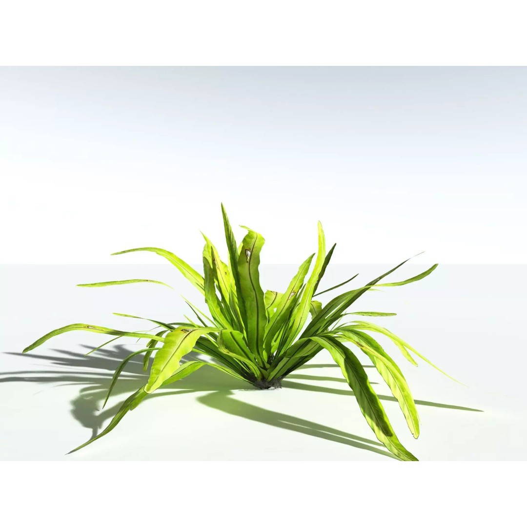 Bird's Nest Fern 3D Model – High Poly PBR Plant Asset, FBX - View 8