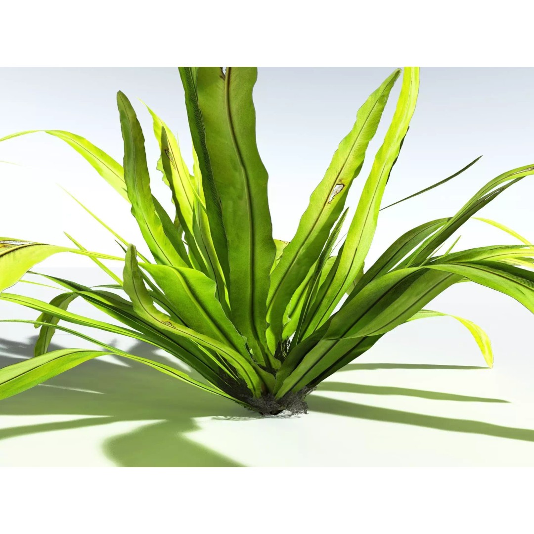 Bird's Nest Fern 3D Model – High Poly PBR Plant Asset, FBX - View 9