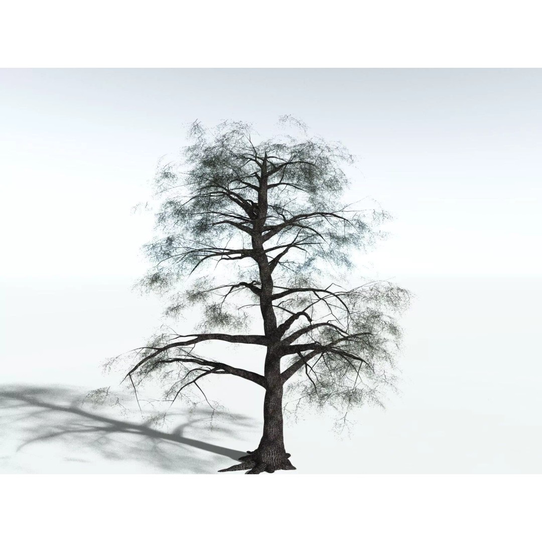 Bigleaf Maple 3D Model – High Poly Tree Asset, FBX, PBR Textures - View 10