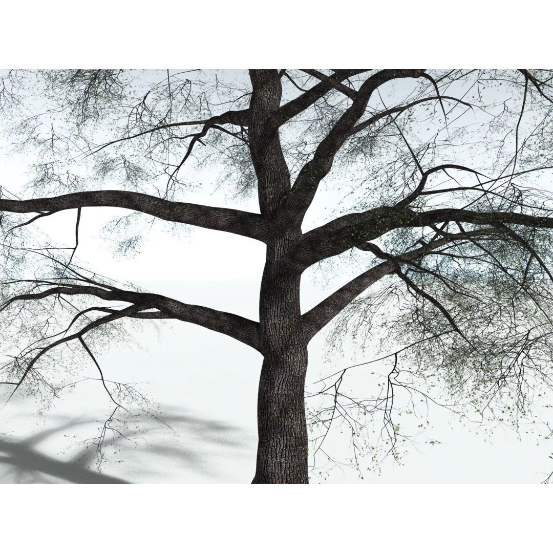 Bigleaf Maple 3D Model – High Poly Tree Asset, FBX, PBR Textures - View 11
