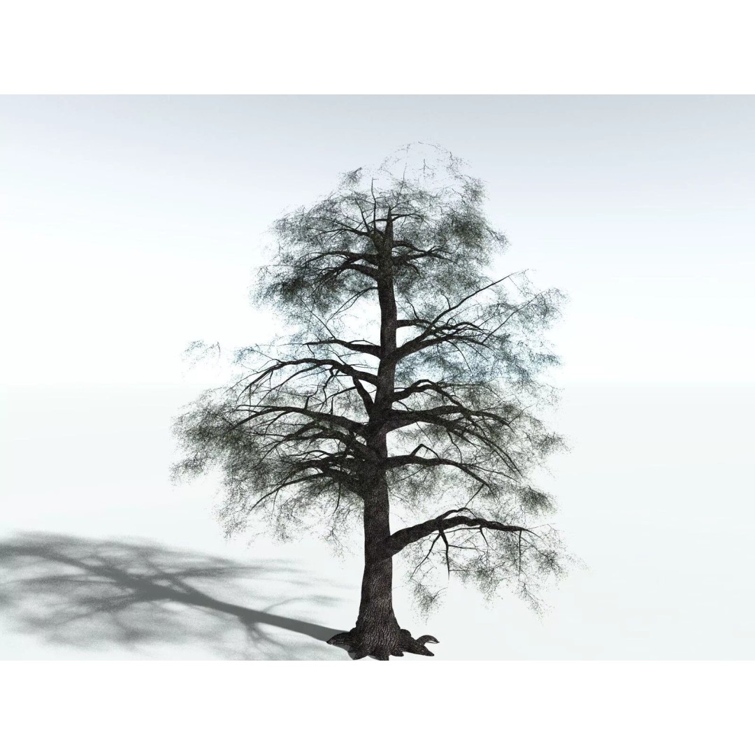 Bigleaf Maple 3D Model – High Poly Tree Asset, FBX, PBR Textures - View 12