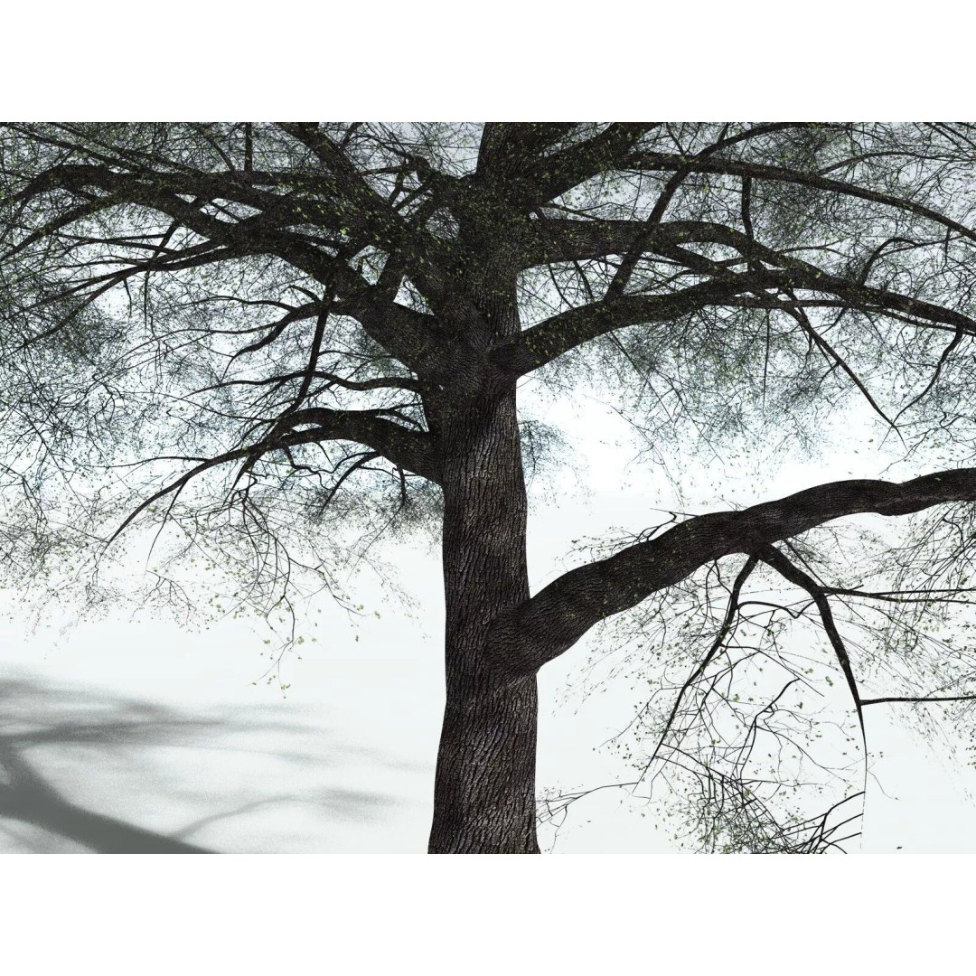 Bigleaf Maple 3D Model – High Poly Tree Asset, FBX, PBR Textures - View 13