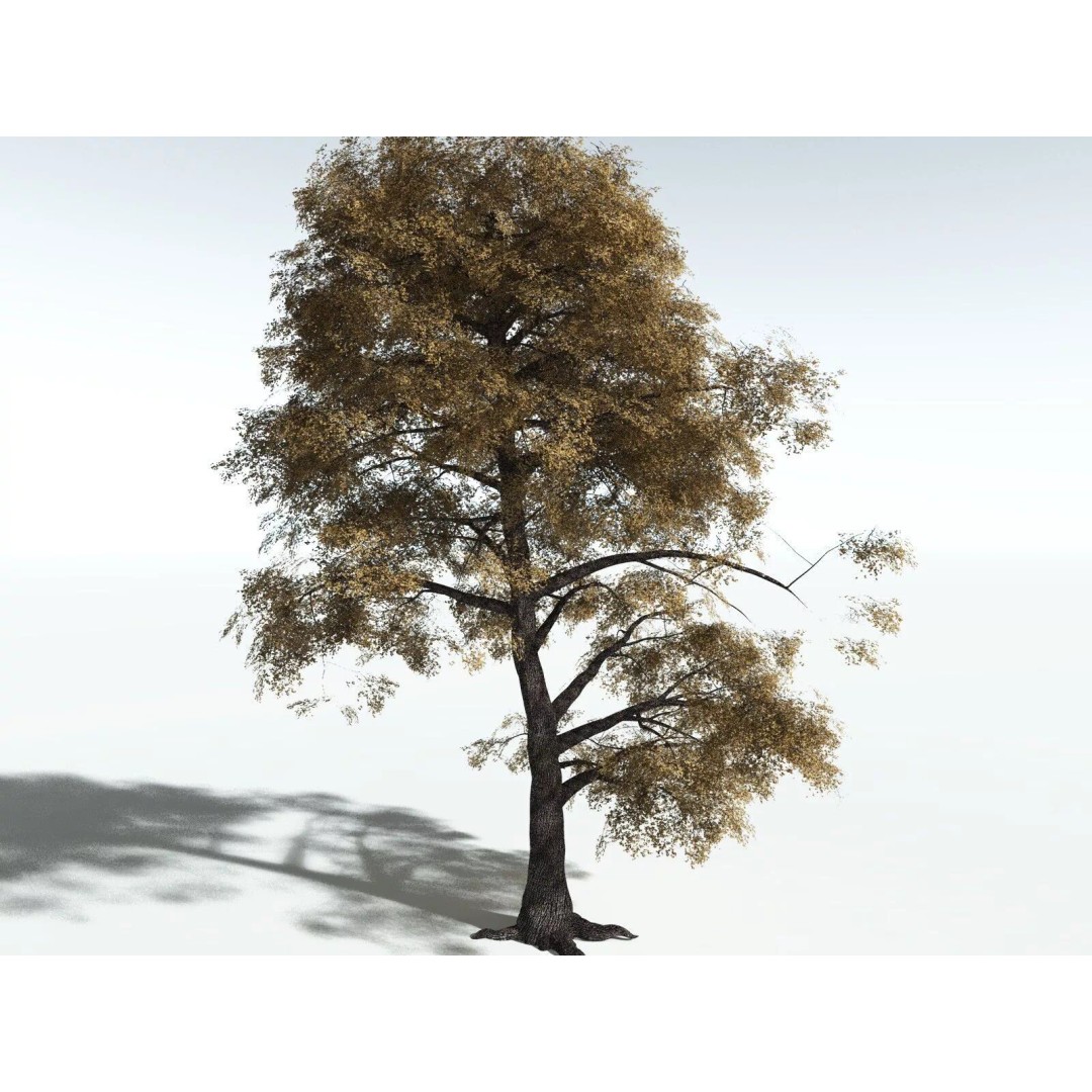 Bigleaf Maple 3D Model – High Poly Tree Asset, FBX, PBR Textures - View 14