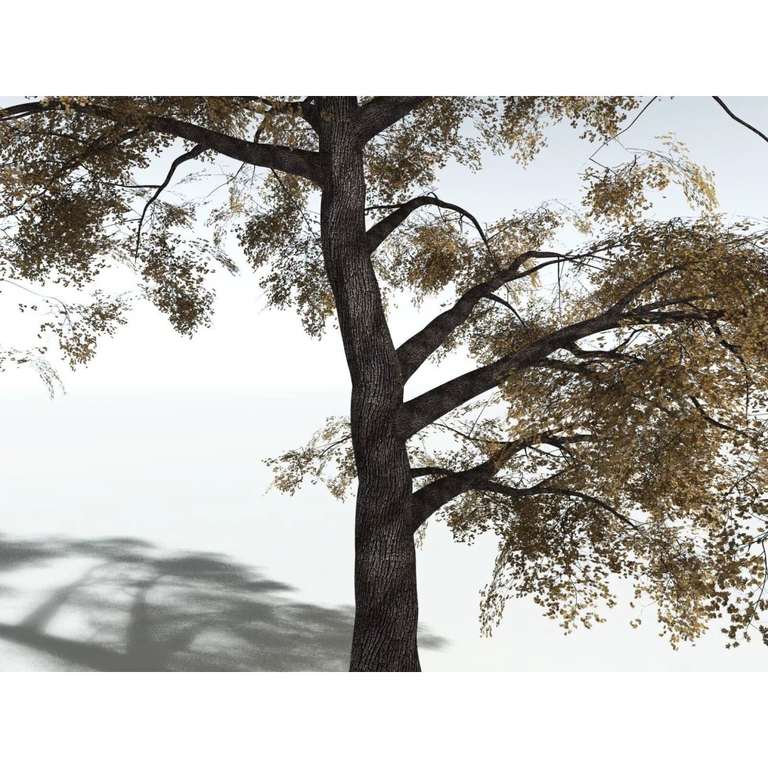 Bigleaf Maple 3D Model – High Poly Tree Asset, FBX, PBR Textures - View 15