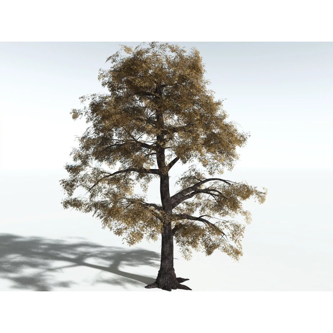 Bigleaf Maple 3D Model – High Poly Tree Asset, FBX, PBR Textures - View 16