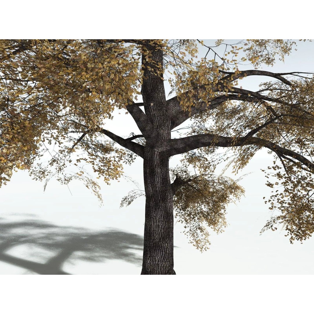 Bigleaf Maple 3D Model – High Poly Tree Asset, FBX, PBR Textures - View 17