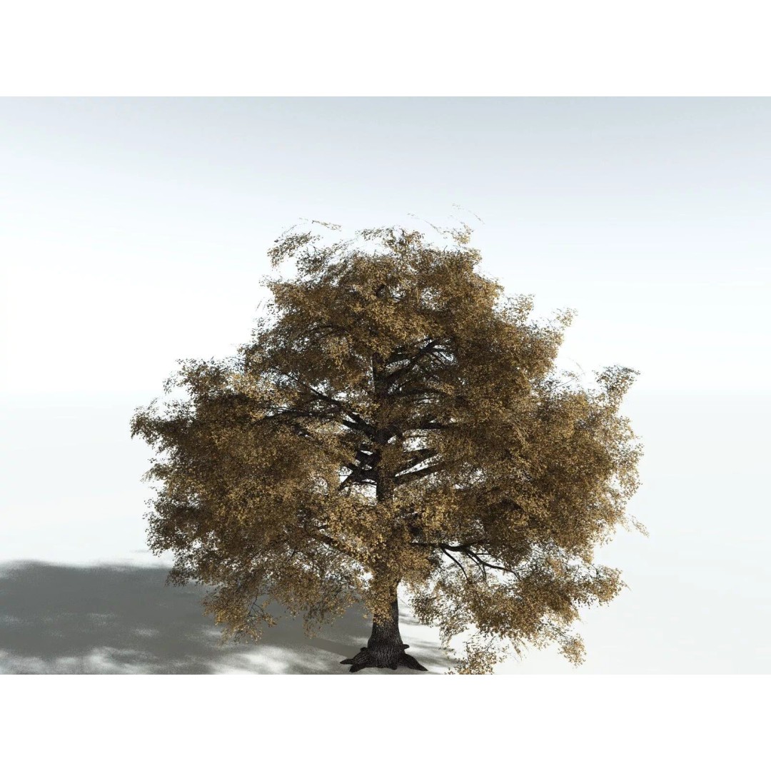 Bigleaf Maple 3D Model – High Poly Tree Asset, FBX, PBR Textures - View 18
