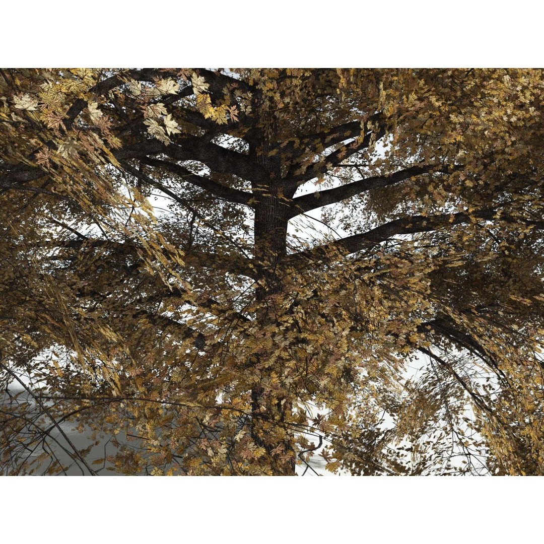 Bigleaf Maple 3D Model – High Poly Tree Asset, FBX, PBR Textures - View 19