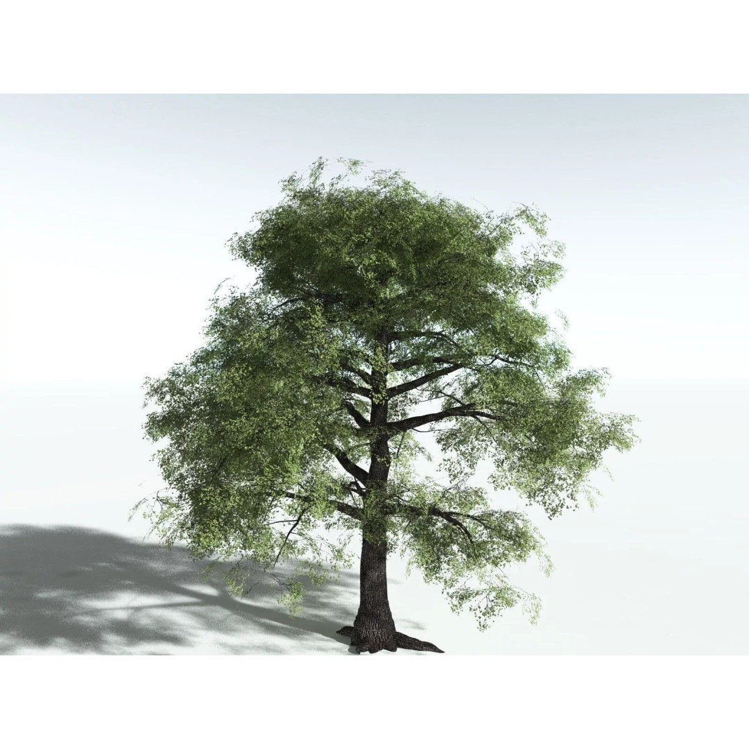 Bigleaf Maple 3D Model – High Poly Tree Asset, FBX, PBR Textures - View 2
