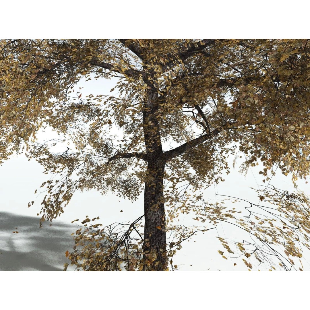 Bigleaf Maple 3D Model – High Poly Tree Asset, FBX, PBR Textures - View 21