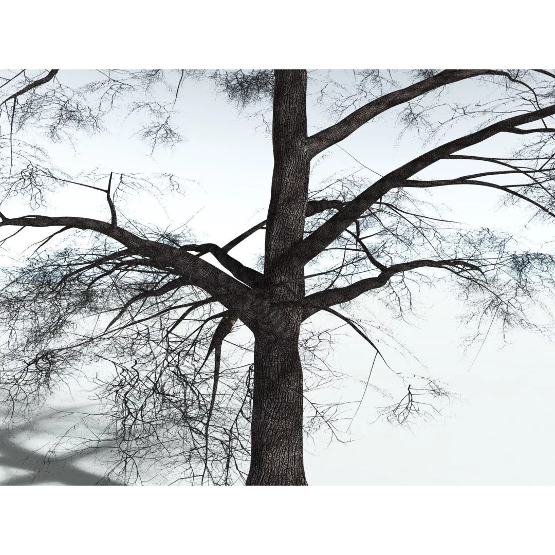 Bigleaf Maple 3D Model – High Poly Tree Asset, FBX, PBR Textures - View 23