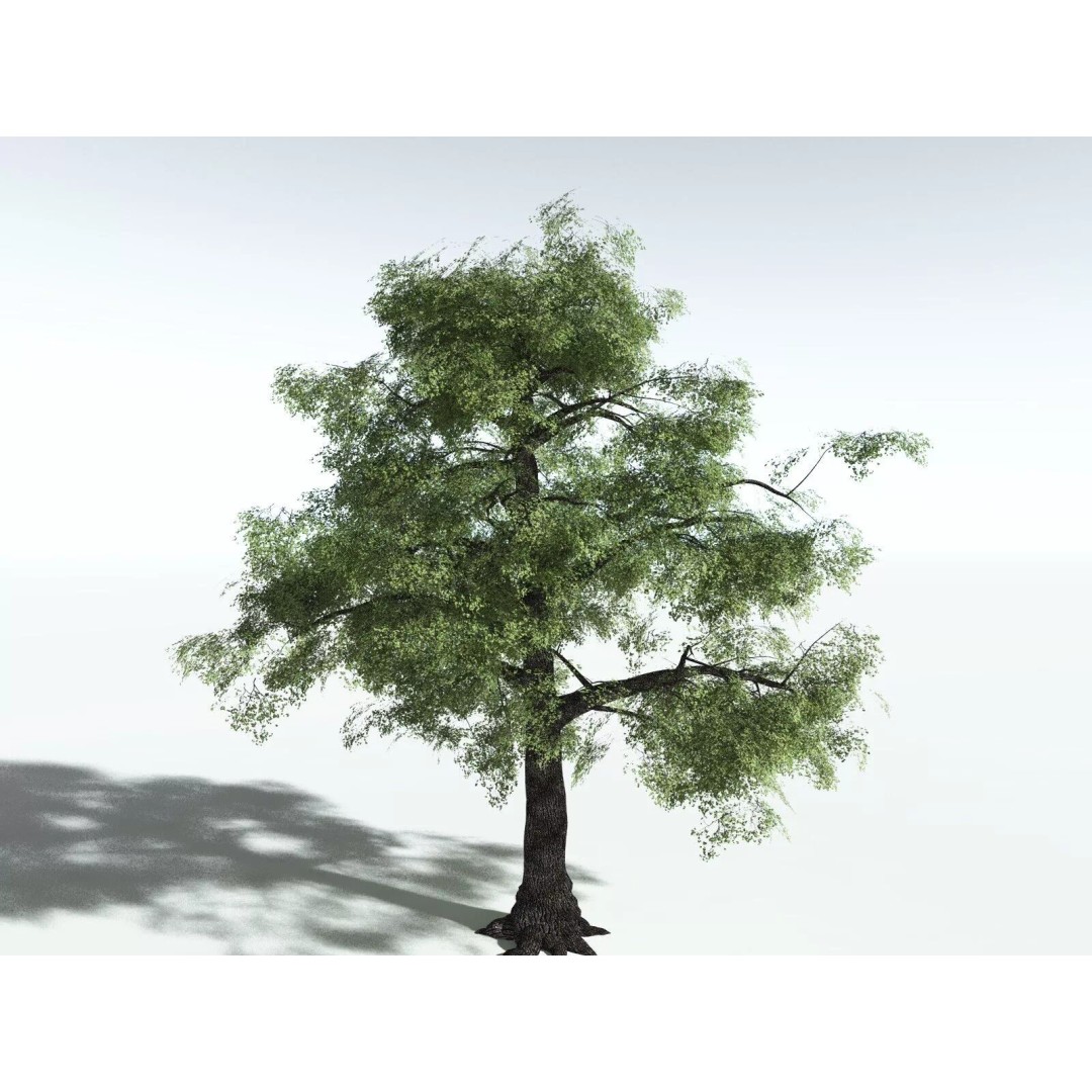 Bigleaf Maple 3D Model – High Poly Tree Asset, FBX, PBR Textures - View 28