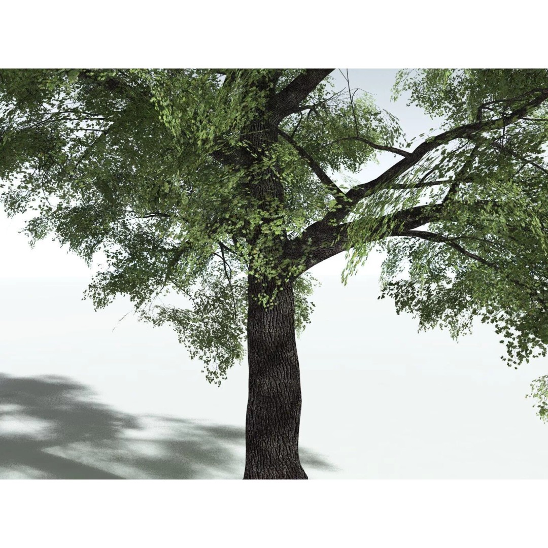 Bigleaf Maple 3D Model – High Poly Tree Asset, FBX, PBR Textures - View 29