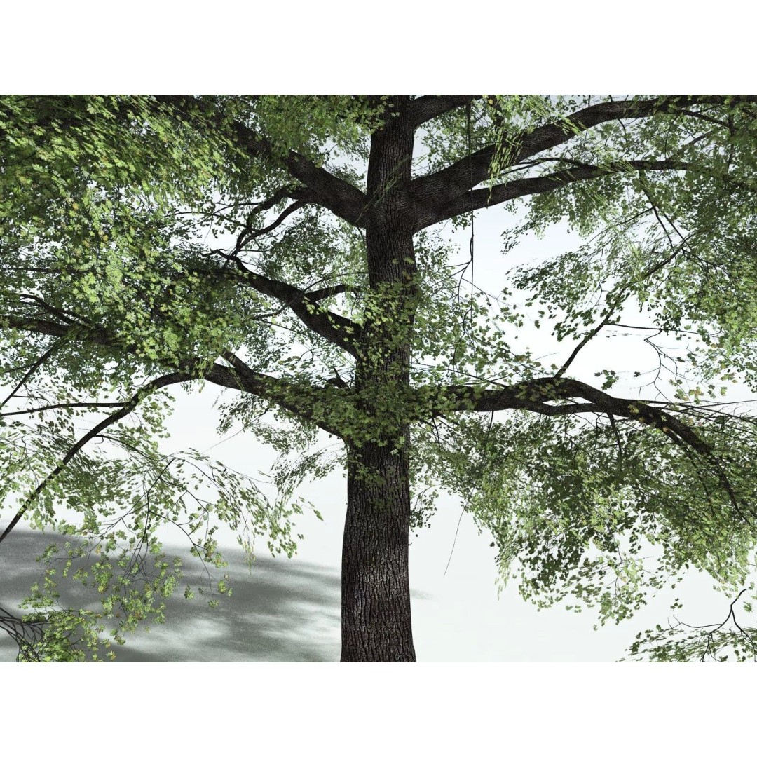 Bigleaf Maple 3D Model – High Poly Tree Asset, FBX, PBR Textures - View 3