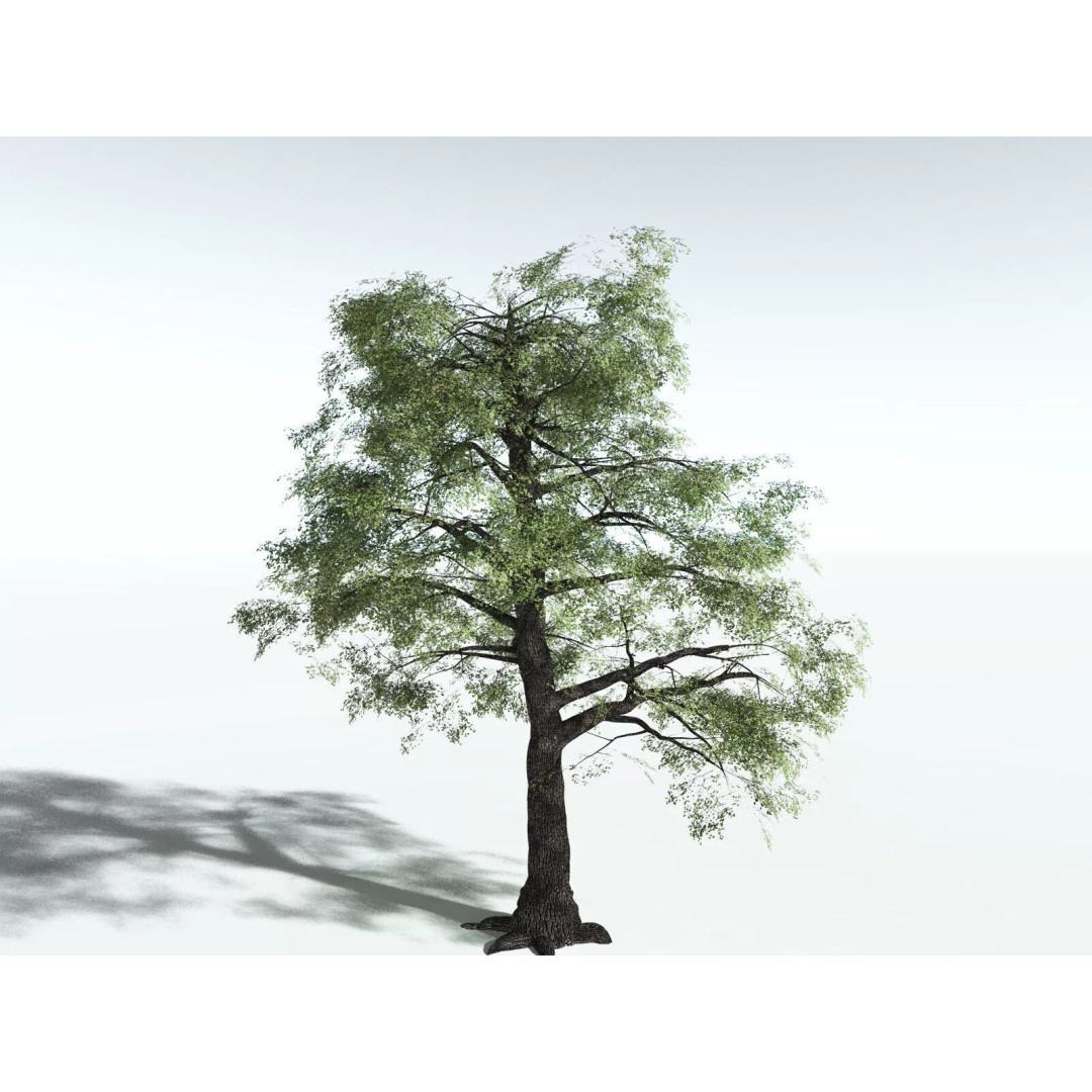 Bigleaf Maple 3D Model – High Poly Tree Asset, FBX, PBR Textures - View 30