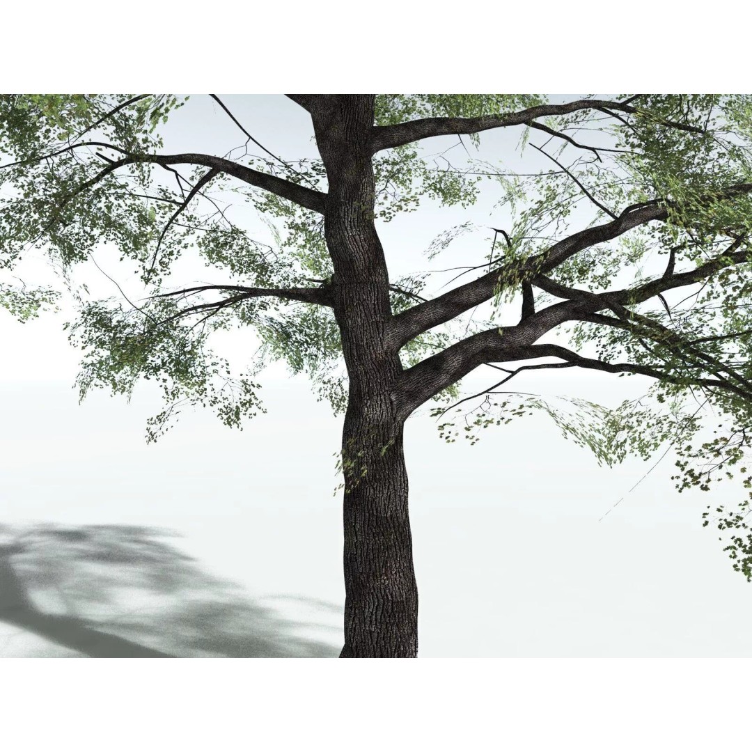 Bigleaf Maple 3D Model – High Poly Tree Asset, FBX, PBR Textures - View 31