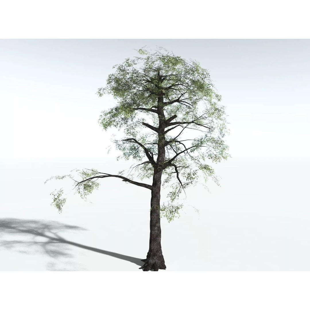 Bigleaf Maple 3D Model – High Poly Tree Asset, FBX, PBR Textures - View 32