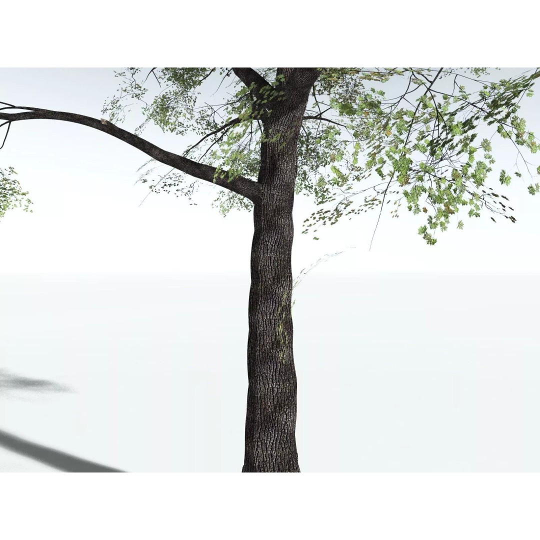 Bigleaf Maple 3D Model – High Poly Tree Asset, FBX, PBR Textures - View 33