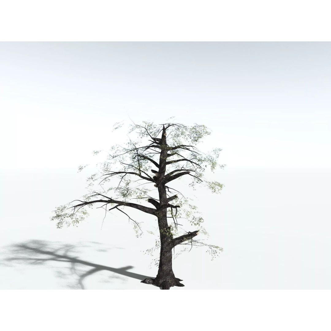 Bigleaf Maple 3D Model – High Poly Tree Asset, FBX, PBR Textures - View 34