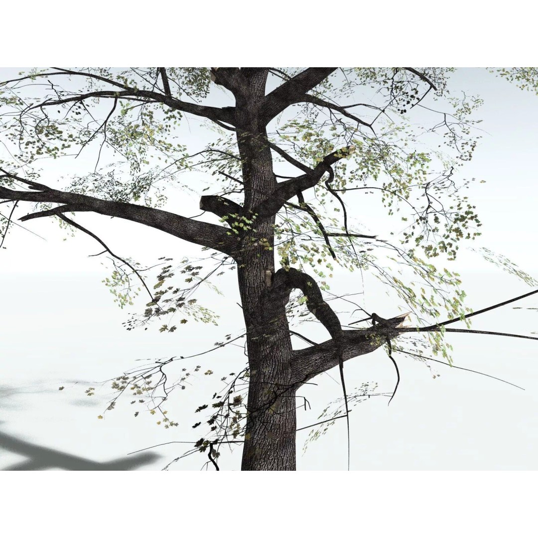 Bigleaf Maple 3D Model – High Poly Tree Asset, FBX, PBR Textures - View 35
