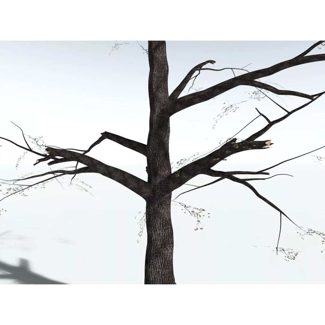 Bigleaf Maple 3D Model – High Poly Tree Asset, FBX, PBR Textures - View 37