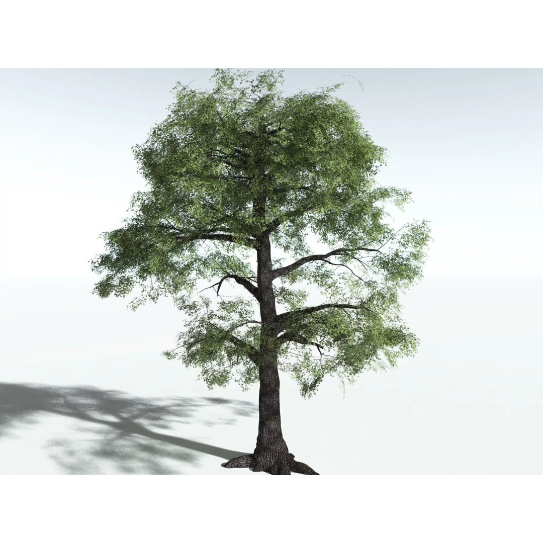 Bigleaf Maple 3D Model – High Poly Tree Asset, FBX, PBR Textures - View 38