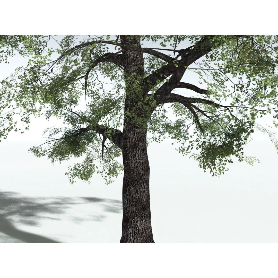 Bigleaf Maple 3D Model – High Poly Tree Asset, FBX, PBR Textures - View 39