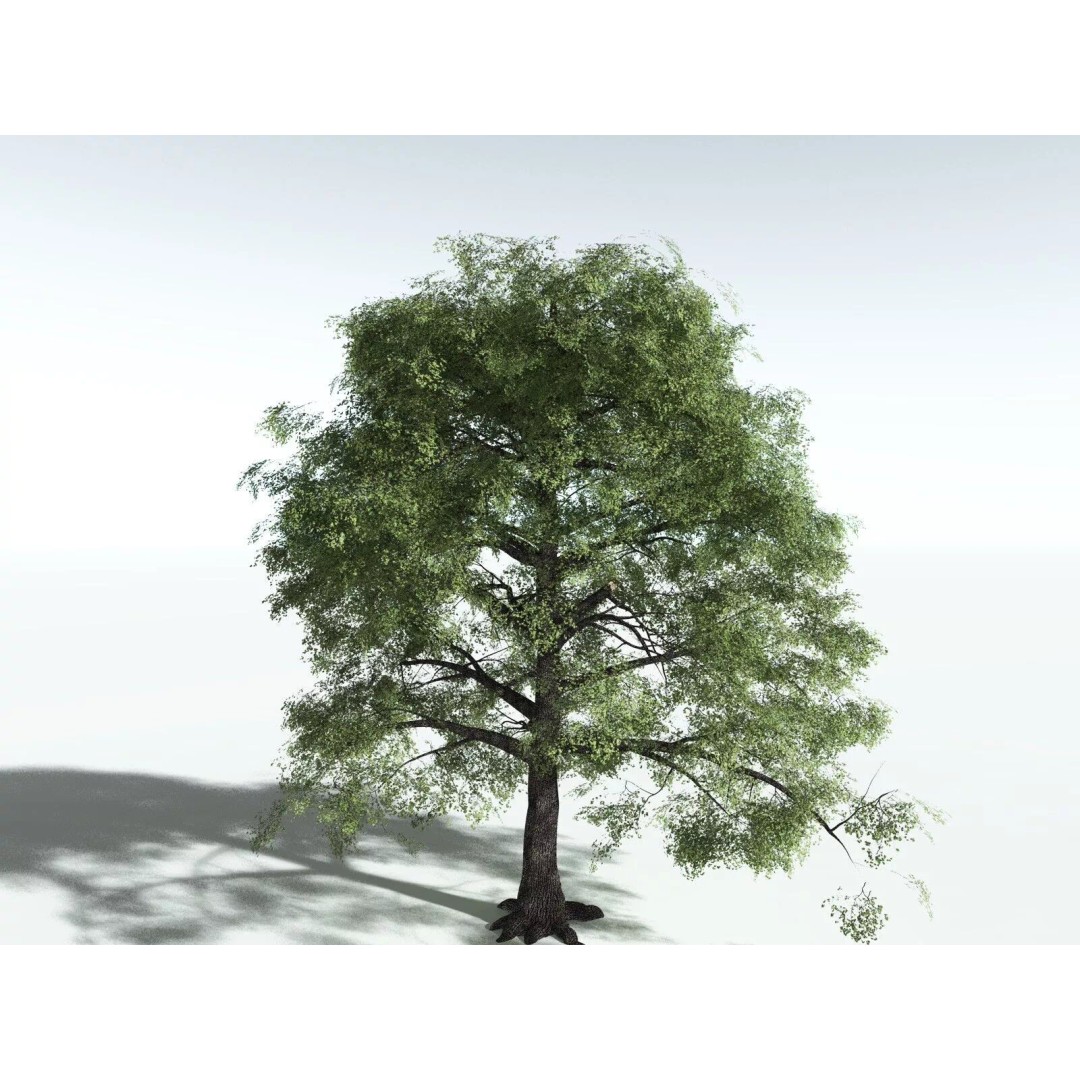 Bigleaf Maple 3D Model – High Poly Tree Asset, FBX, PBR Textures - View 4
