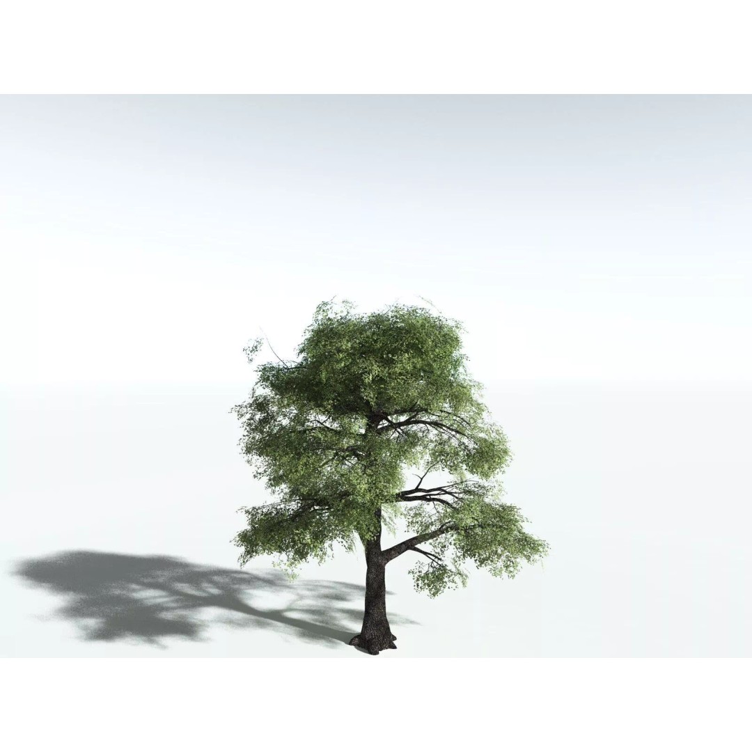 Bigleaf Maple 3D Model – High Poly Tree Asset, FBX, PBR Textures - View 40