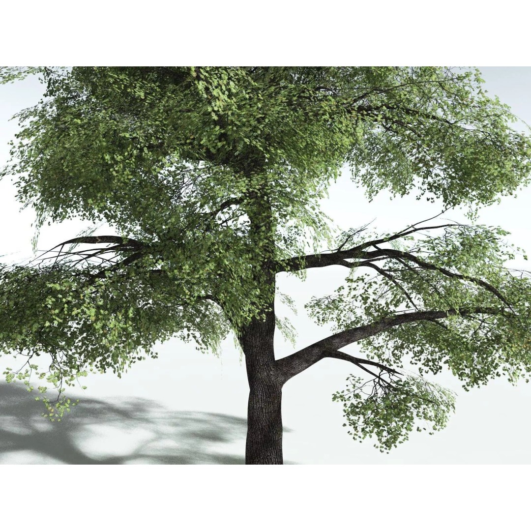 Bigleaf Maple 3D Model – High Poly Tree Asset, FBX, PBR Textures - View 41