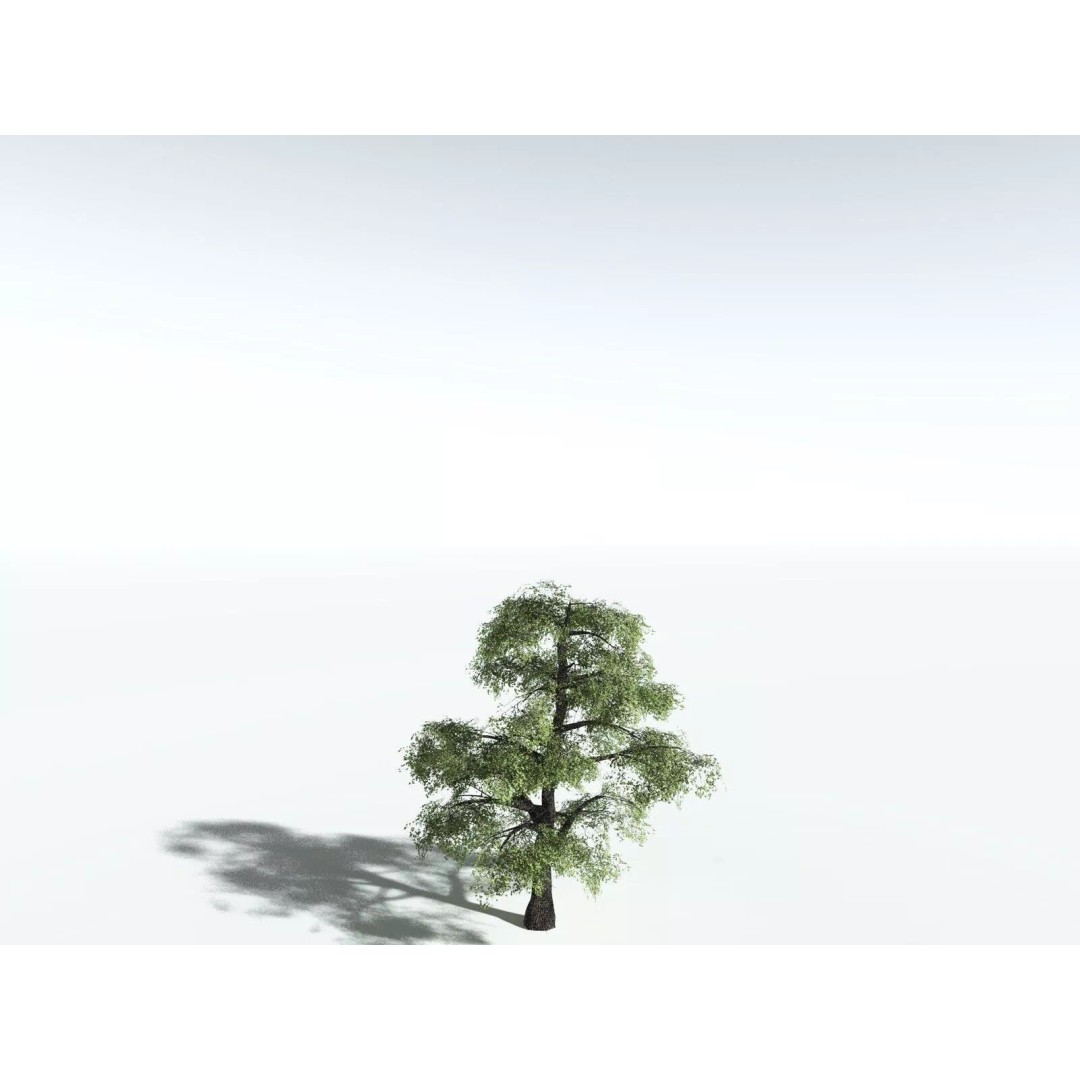 Bigleaf Maple 3D Model – High Poly Tree Asset, FBX, PBR Textures - View 42