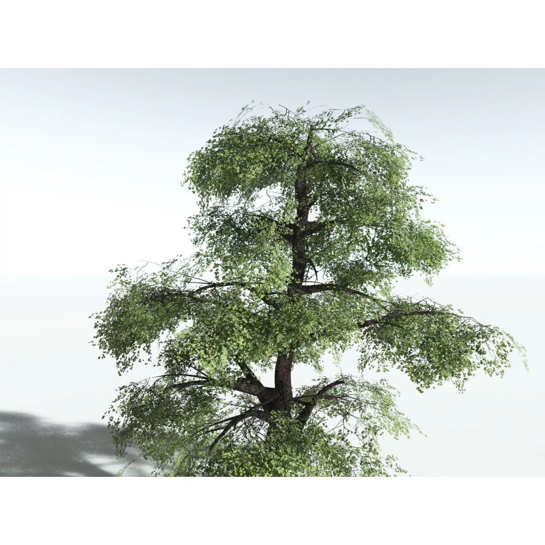 Bigleaf Maple 3D Model – High Poly Tree Asset, FBX, PBR Textures - View 43