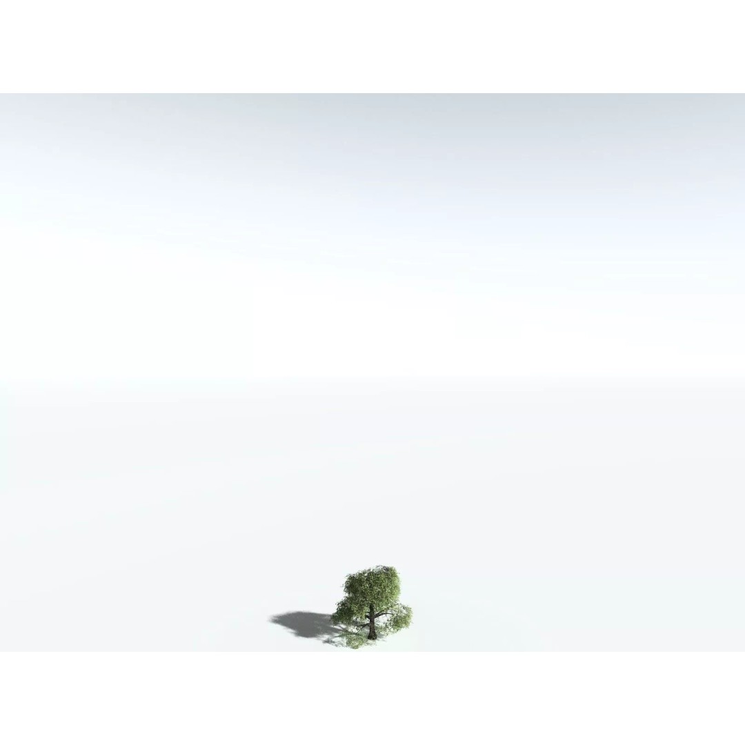 Bigleaf Maple 3D Model – High Poly Tree Asset, FBX, PBR Textures - View 44
