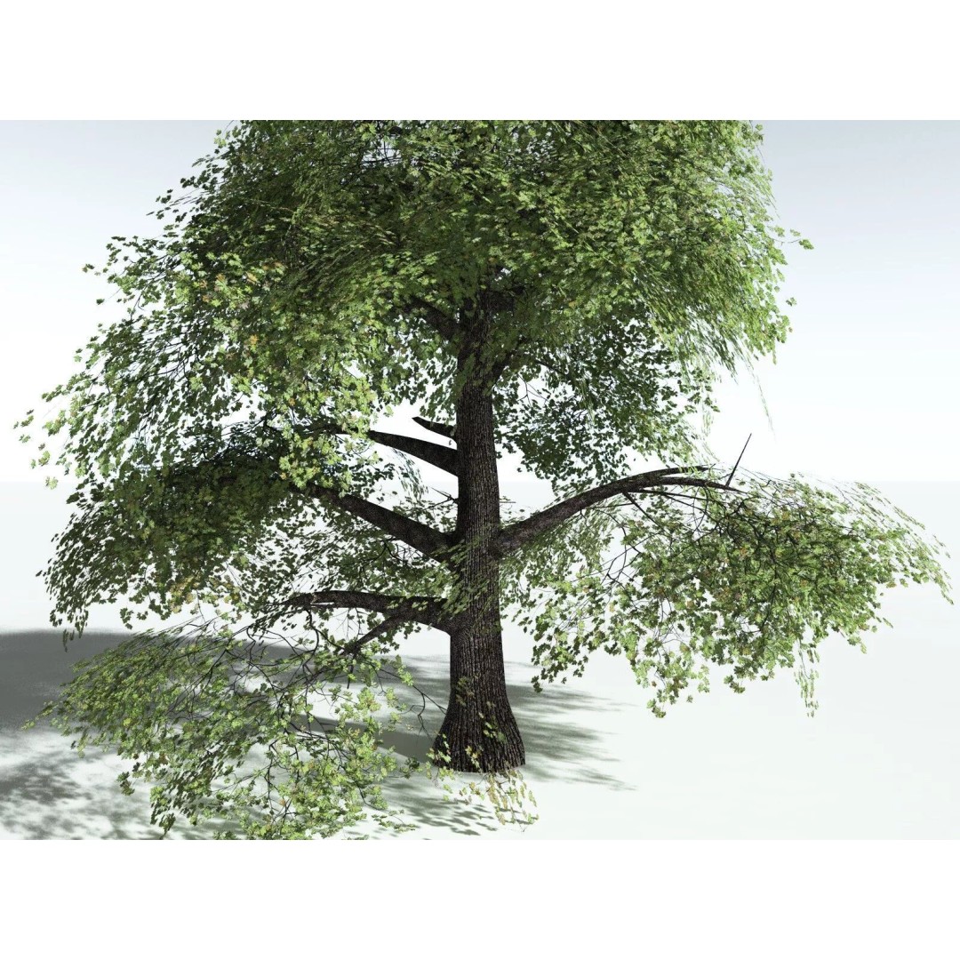 Bigleaf Maple 3D Model – High Poly Tree Asset, FBX, PBR Textures - View 45