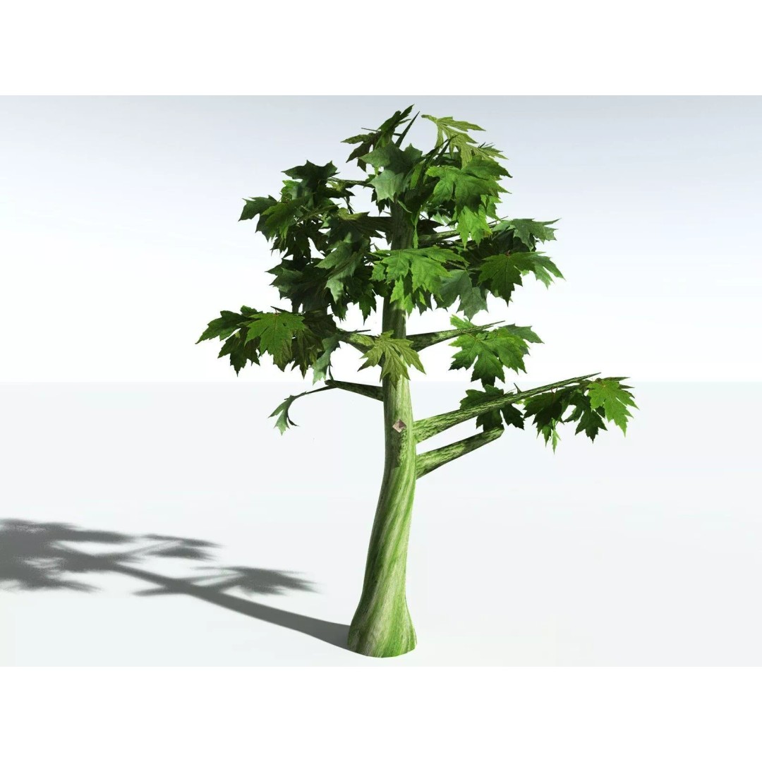 Bigleaf Maple 3D Model – High Poly Tree Asset, FBX, PBR Textures - View 47