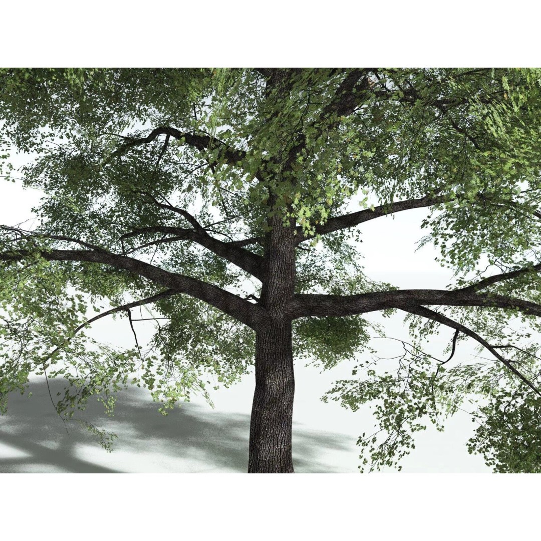 Bigleaf Maple 3D Model – High Poly Tree Asset, FBX, PBR Textures - View 5