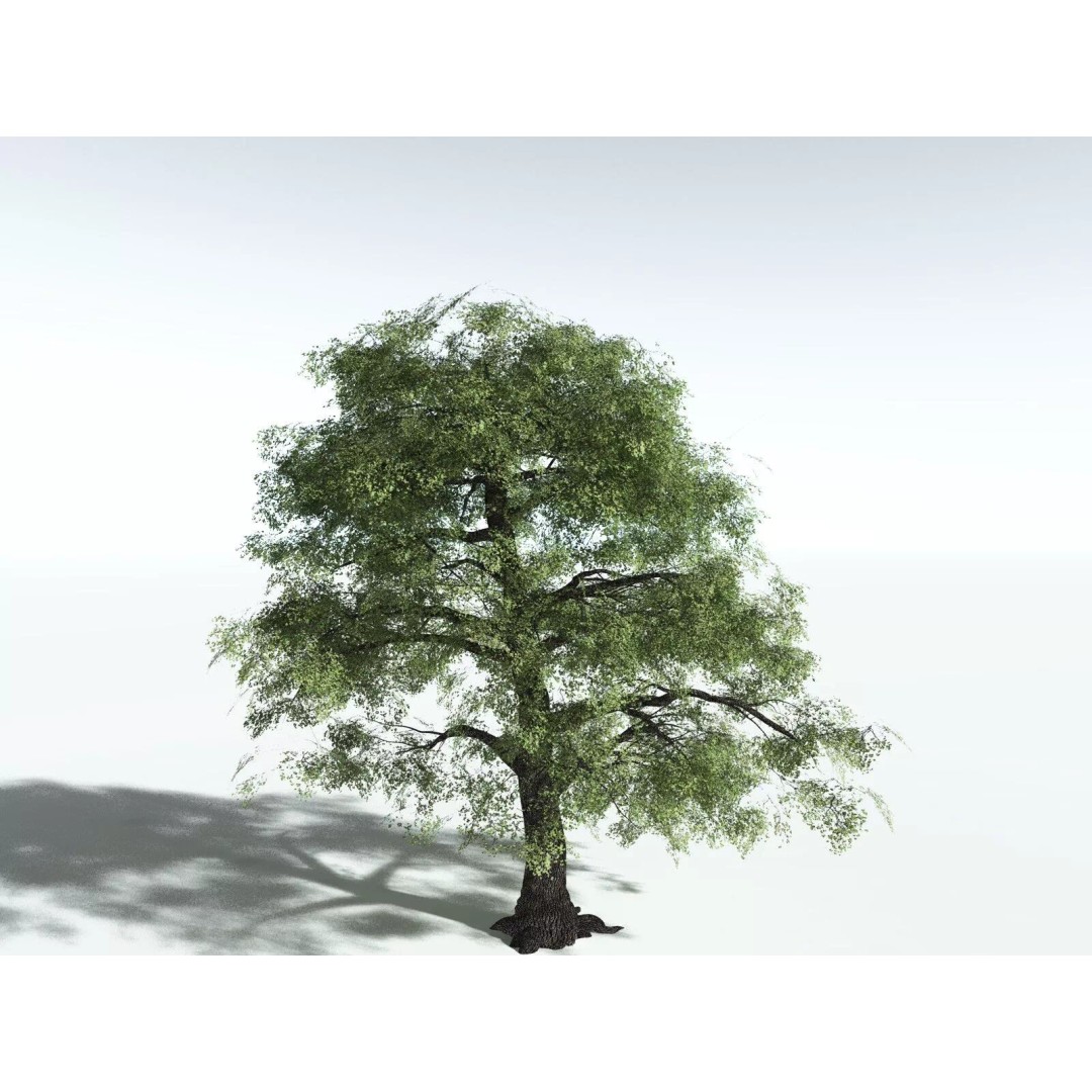 Bigleaf Maple 3D Model – High Poly Tree Asset, FBX, PBR Textures - View 6