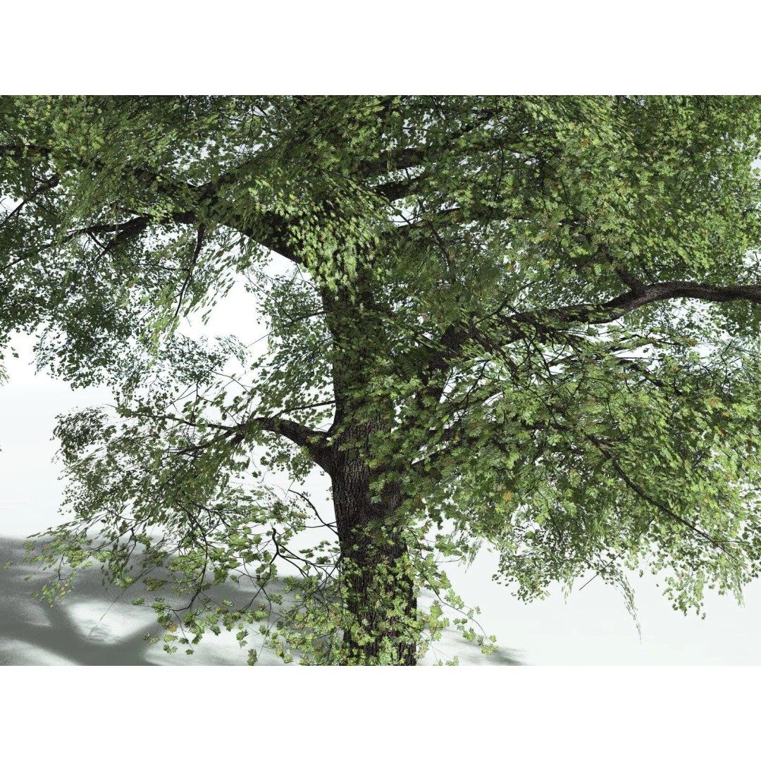 Bigleaf Maple 3D Model – High Poly Tree Asset, FBX, PBR Textures - View 7
