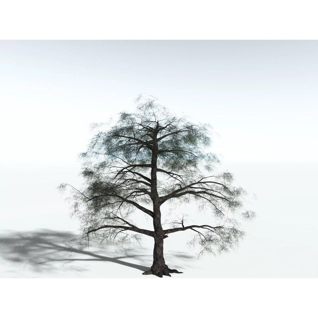 Bigleaf Maple 3D Model – High Poly Tree Asset, FBX, PBR Textures - View 8
