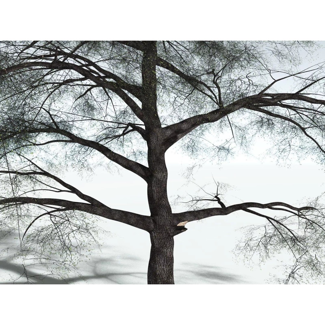 Bigleaf Maple 3D Model – High Poly Tree Asset, FBX, PBR Textures - View 9