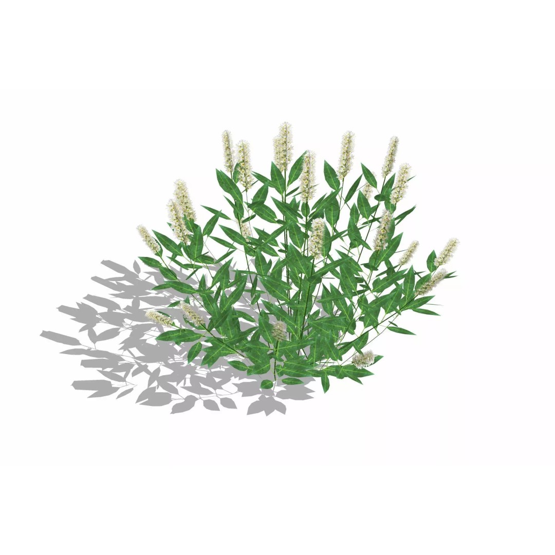 Prunus Otto Luyken 3D Model – Low Poly Plant for VR & AR - View 2