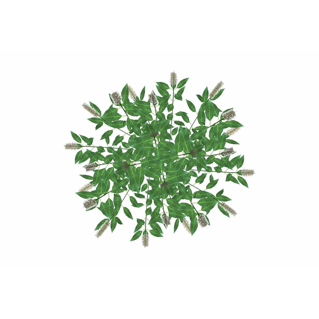 Prunus Otto Luyken 3D Model – Low Poly Plant for VR & AR - View 3