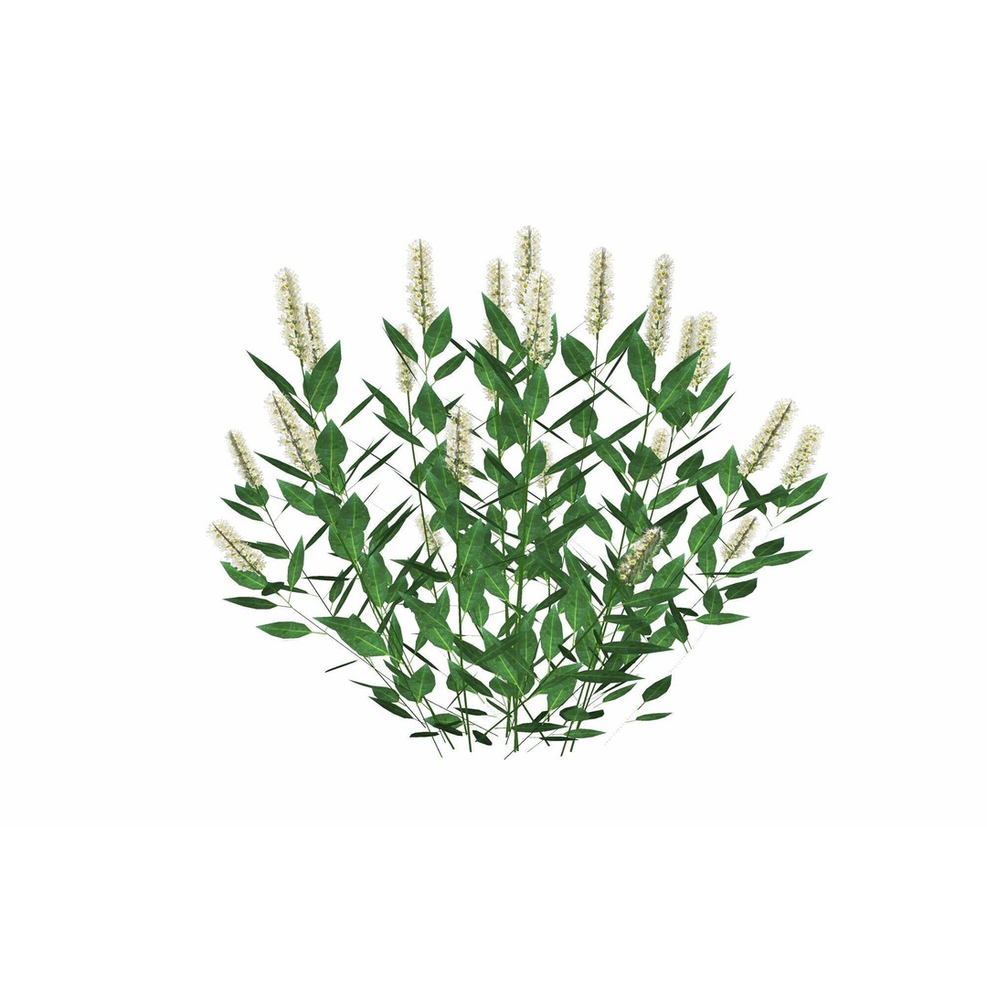 Prunus Otto Luyken 3D Model – Low Poly Plant for VR & AR - View 4